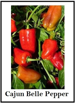 KNESSiN Disease-Resistant Cajun Capsicum Seeds For Kitchen Gardening-(200 Seeds) Seed(200 per packet)