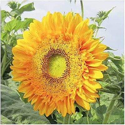 CYBEXIS XLR-6 - Double Sun Sunflower - (1350 Seeds) Seed(1350 per packet)