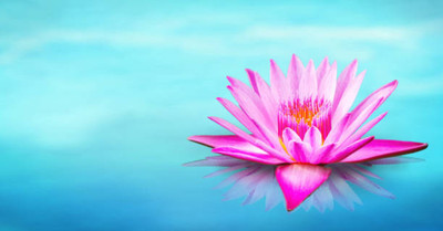 surmul lotus,kamal gatta Seed(11 per packet)