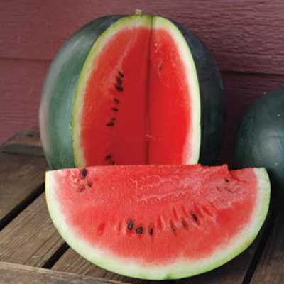 Farmonix Sugar baby watermelon dark Seed(100 per packet)