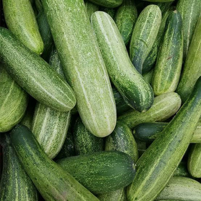 B.Amulya Enterprice Organic and high quality cucumber Seed(50 per packet)