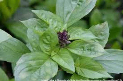 WILLVINE Basil, Cinnamon,Non GMO-[2000 Seeds] Seed(2000 per packet)
