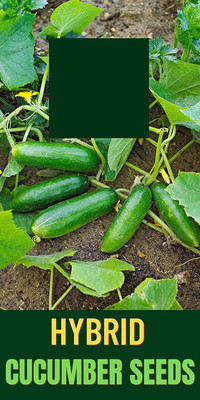 VibeX ® LXI-850 CUCUMBER/KHEERA SEEDS Seed(200 per packet)