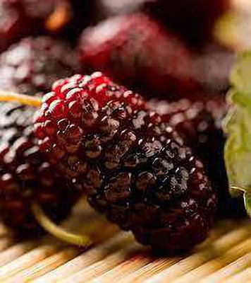 Oliver mulberry(shahatoot) fruit seeds Seed(147 per packet)