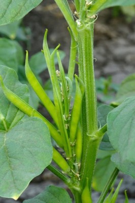 SUAA Cluster Beans (Guar / Gawar) Seed(110 per packet)