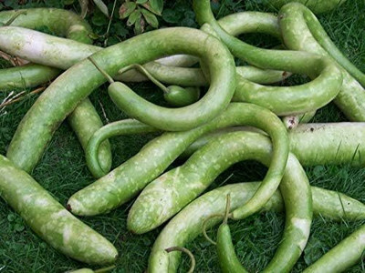 Qualtivate PUAS-1A Gourd - Snake Seed(25 per packet)