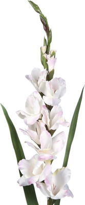 CRGO GLADIOULUS Seed(20 per packet)