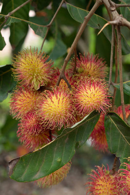 MAA LITCHI,LICHEE,LYCHEE Seed(11 per packet)