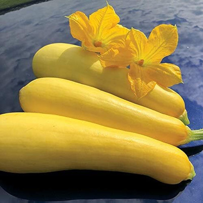 Qualtivate ICRA-8A Smooth Criminal Yellow Squash Seed(30 per packet)