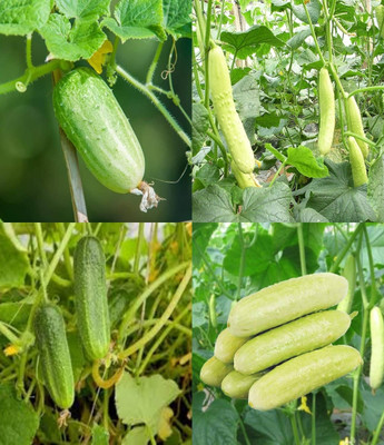 ibains Cucumber plant seeds small pack Kakari sosa seeds beej 70 Seed(70 per packet)