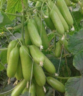 HYBRID Kgp Hybrid cucumber seeds khera seeds highest yield Verity early fruiting Seed(10 g)