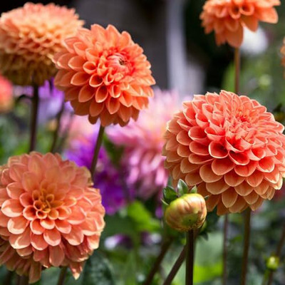 Lorvox Dahlia hybrid flower Seed(75 per packet)
