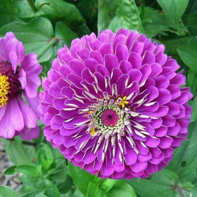 BJUBAS zinnia flower seed Seed(31 per packet)