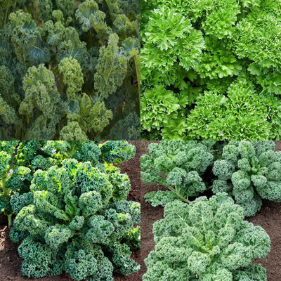 ibains Curly kale seeds bij 28 Seed(28 per packet)