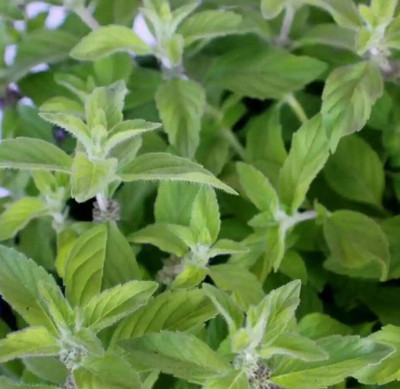 WILLVINE NBIR-454 Banana Mint Seeds Seed(200 per packet)