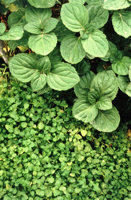Qualtivate GBPT-7A Corsican Mint Mentha Requienii Seed(200 per packet)