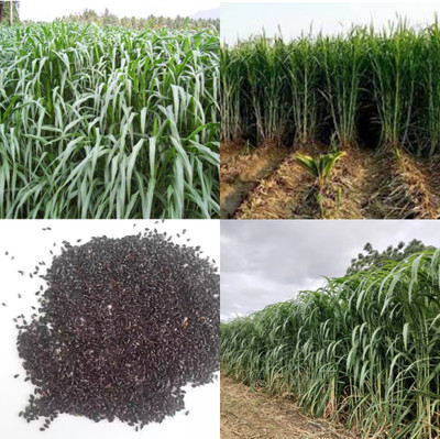 ibains American 5g napier grass seeds 1350 Seed(1350 per packet)