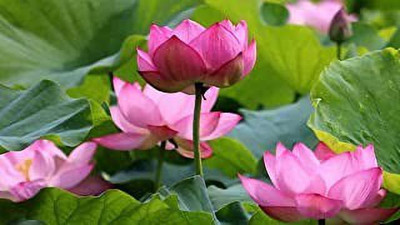 MAA Lotus Seed(15 per packet)