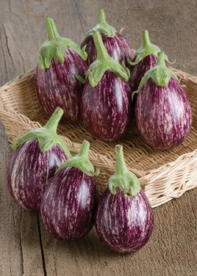 CYBEXIS Brinjal Aubergine – Calliope F1 (Solanum melongena) 2400 Seeds Seed(2400 per packet)