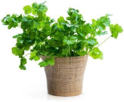 KANAYA Coriander (Dhaniya) Seed(175 per packet)