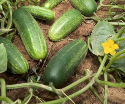 KNESSiN VELLARIKAI/KHIRA/CUCUMBER[300 Seeds] Seed(300 per packet)