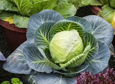 WILLVINE KGF -VI Golden Acre Cabbage Seeds [2.5g] Seed(750 per packet)