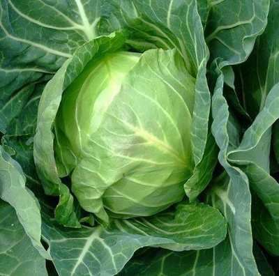 WILLVINE PUAS -VIII Cabbage Copenhagen Market [10g] Seed(3000 per packet)