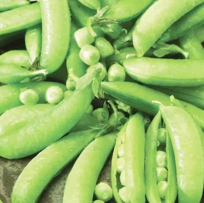 MYLAWN Green Matar Peas Seed(1000 per packet)