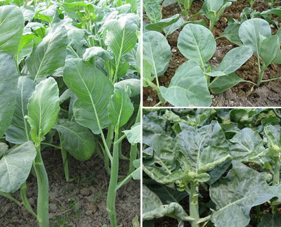 WILLVINE PUAS -IV Cabbage Mustard Round Leaf Chinese Kale - 15000 Seeds Seed(50 g)