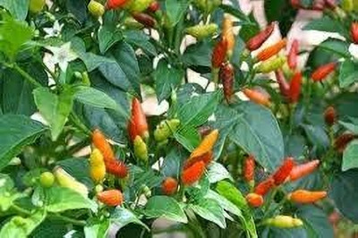 BJUBAS Chilli seeds hybrid all season pack of 55 Seed(55 per packet)