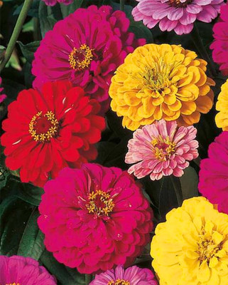 DEYS AGRO ™ zinnia|zinia flower seeds,hybrid double mix Seed(14 per packet)