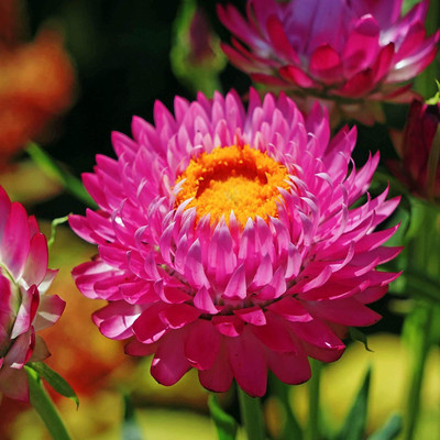 Aywal Helichrysum Mixed Seed(70 per packet)