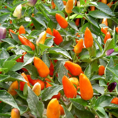 CYBEXIS Garden MIX Chilli Seeds2400 Seeds Seed(2400 per packet)