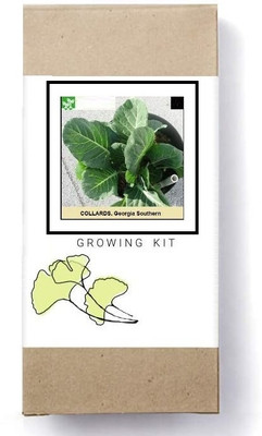 Biosnyg Georgia Southern Collards-[1000 Seeds] Seed(1000 per packet)