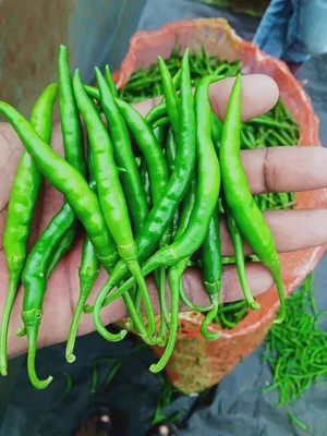 DEYS AGRO ™ chilli seeds hybrid, green chilli|mirchi|mirch|lanka, mirch bij vegetable seeds Seed(43 per packet)