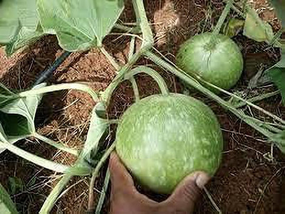 KANAYA Bottle Gourd/Lauki Round Seed(10 per packet)