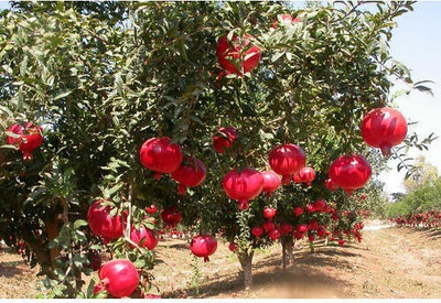 the green dotcom Pomegranate Seed(20 per packet)