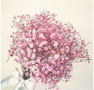 ACCELCROP Gypsophila Mix Color Flower Seed(55 per packet)