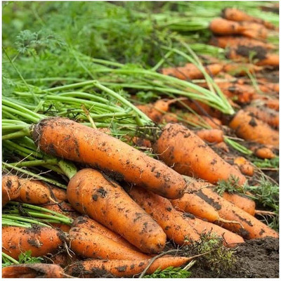 Quentova Orange Carrot विलायती गाजर-4E-KWI Seed(300 per packet)