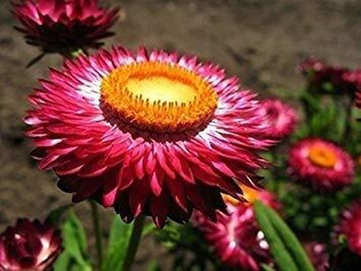 Lorvox Calendula Double Mixed Color Flower Hybrid Seed(80 per packet)