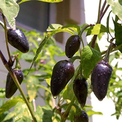 ibains Bullet chilli seed Seed(145 per packet)