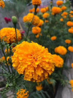 KANAYA marigold/gende ka phool flower seeds Seed(25 per packet)