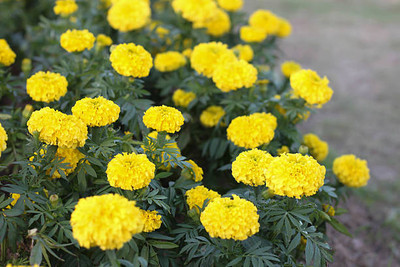 DRoz marigold/gende ka phool flower seeds Seed(50 per packet)