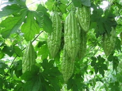 KNESSiN Bitter Gourd Seed(50 per packet)