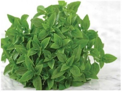 VibeX ® VXI-23 Greek Basil Seeds Seed(1000 per packet)