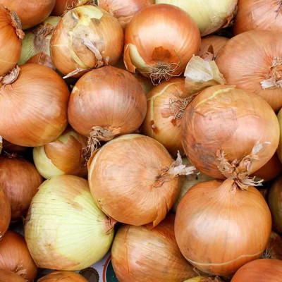 WILLVINE ROX -XII Yellow Sweet Spanish Utah Onion [100g] Seed(300 per packet)