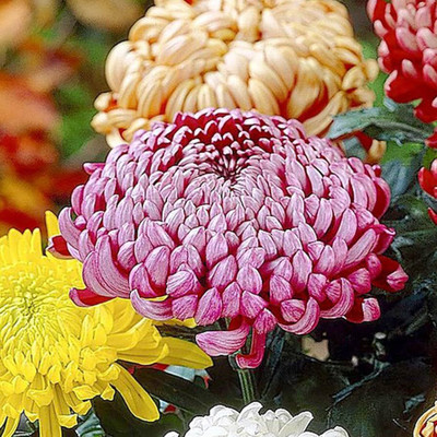 ibains Uagaoo chrysanthemum flower seeds Seed(12 per packet)