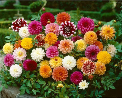 LPR DAHLIA Seed(20 per packet)
