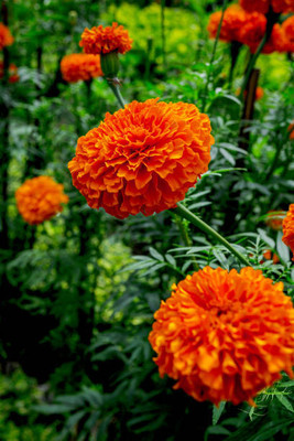 rsd enterprise marigold/gende ka phool flower seeds Seed(50 per packet)