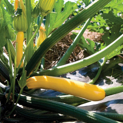 CYBEXIS LXI-73 - Zucchini Golden Glory (Yellow) - (75 Seeds) Seed(75 per packet)